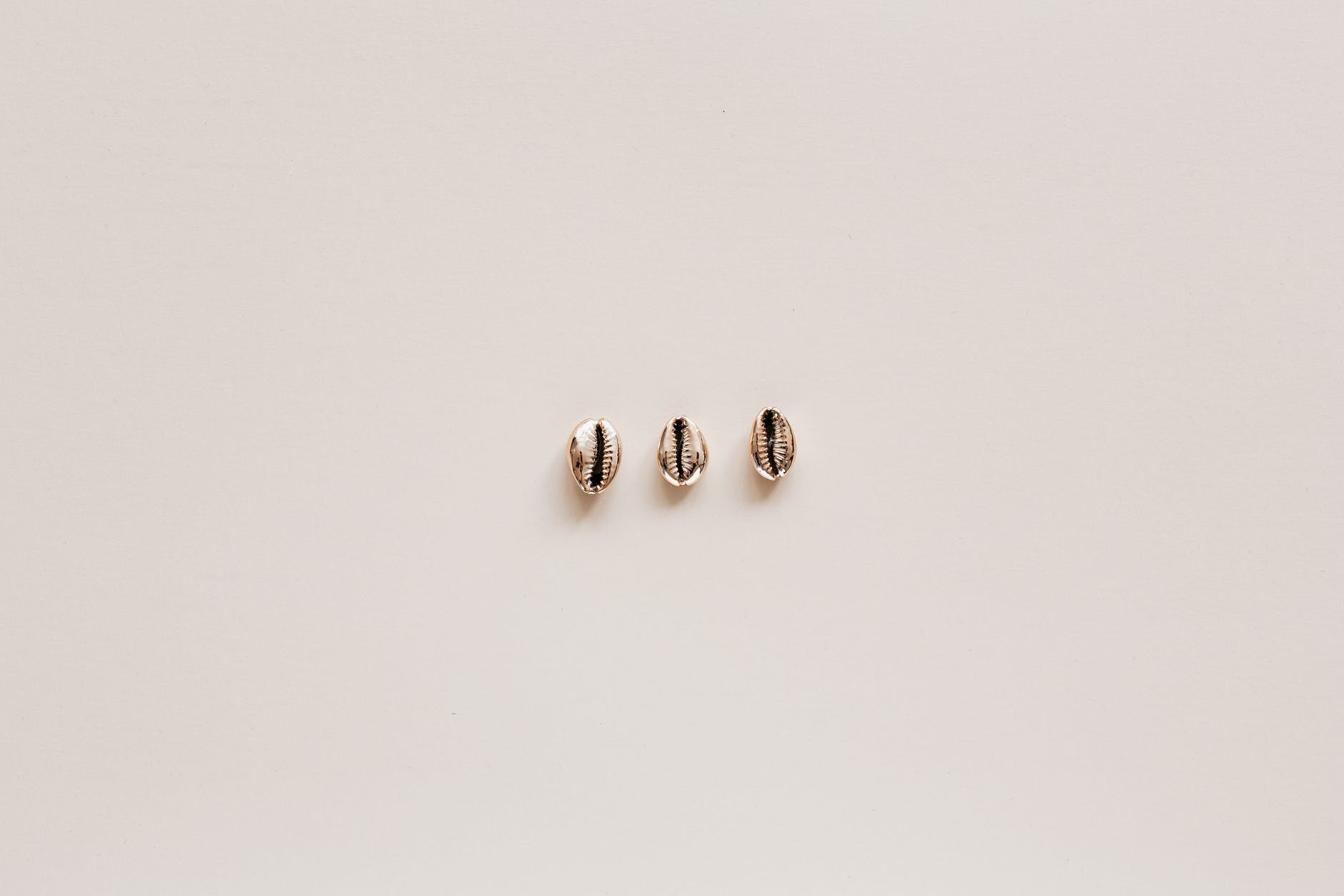 set of conchs on beige surface